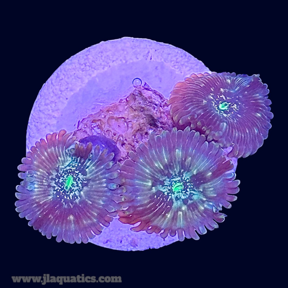 Green Lantern Zoa - P6