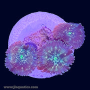 Green Lantern Zoa - P6