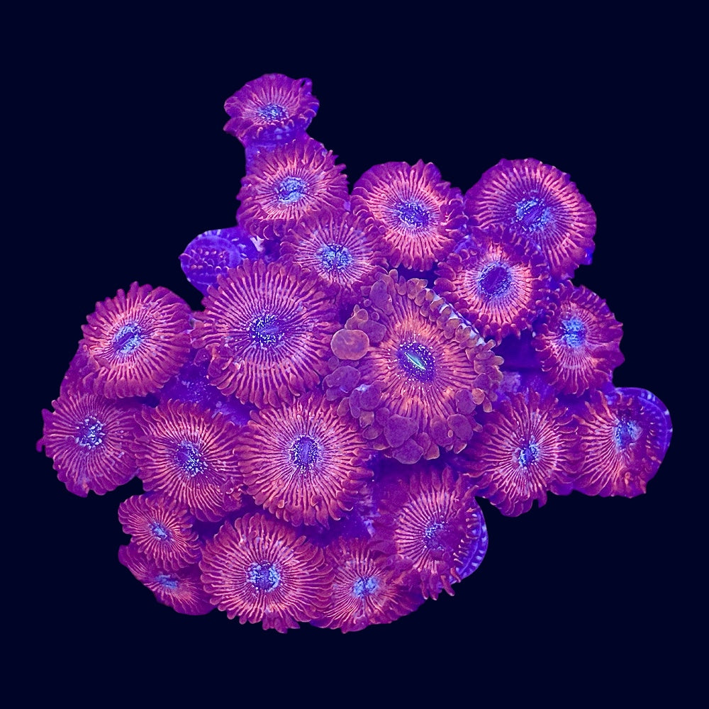 Red Magician Zoa - P8