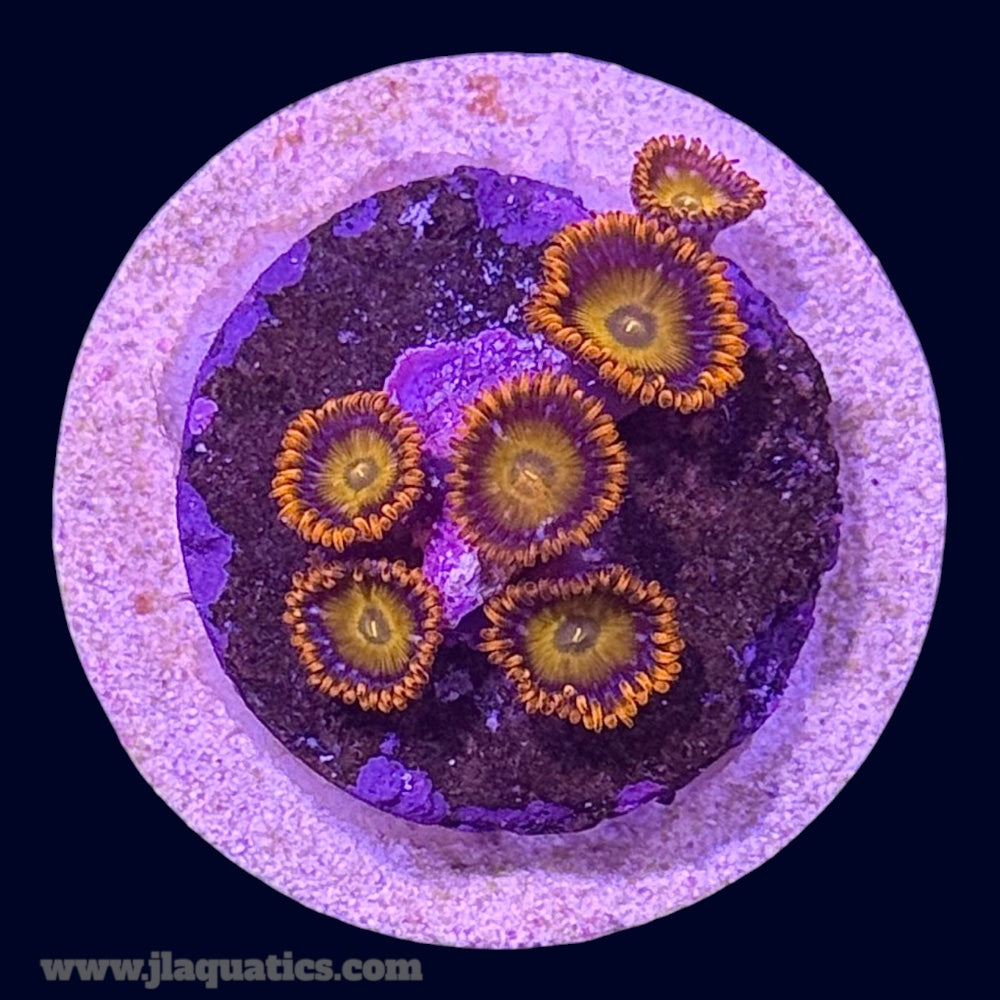 Orange Bam Bam Zoa - P8