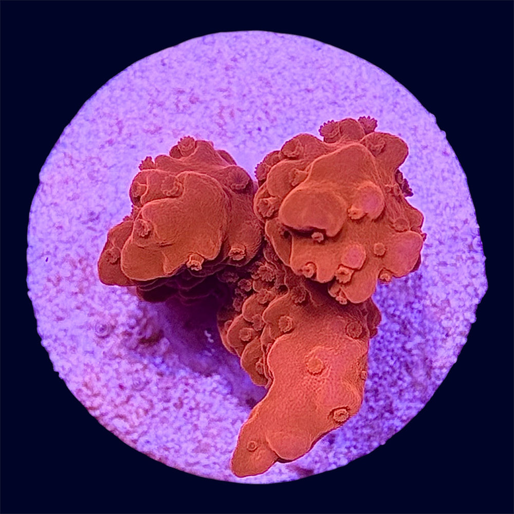 Orange Setosa Frag - P9