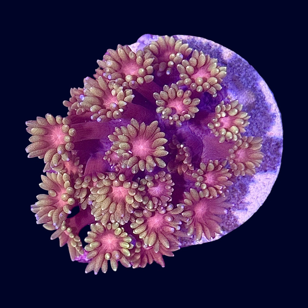 Goniopora Frag (A Grade) - Q8