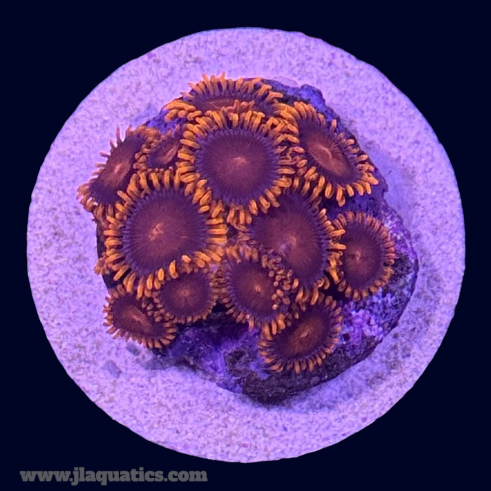 Red Bam Bam Zoa - Q8
