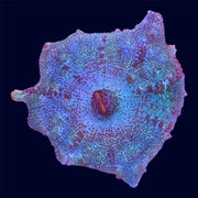 Neglectus Mushroom - Q9