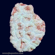 Favia Frag - Q9