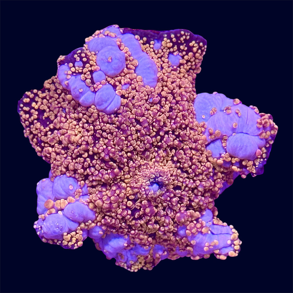Orange Interstellar Mushroom - R1