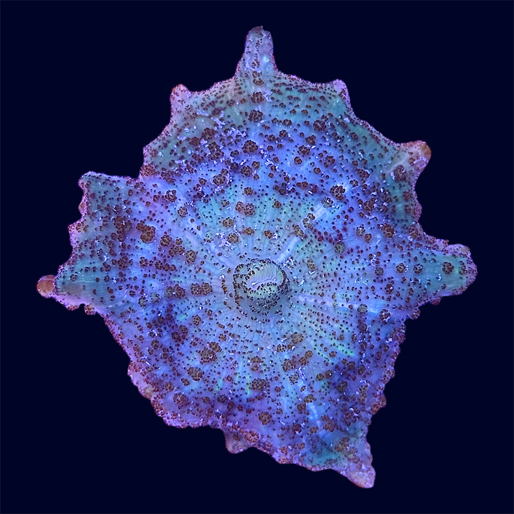 Neglectus Mushroom - R2