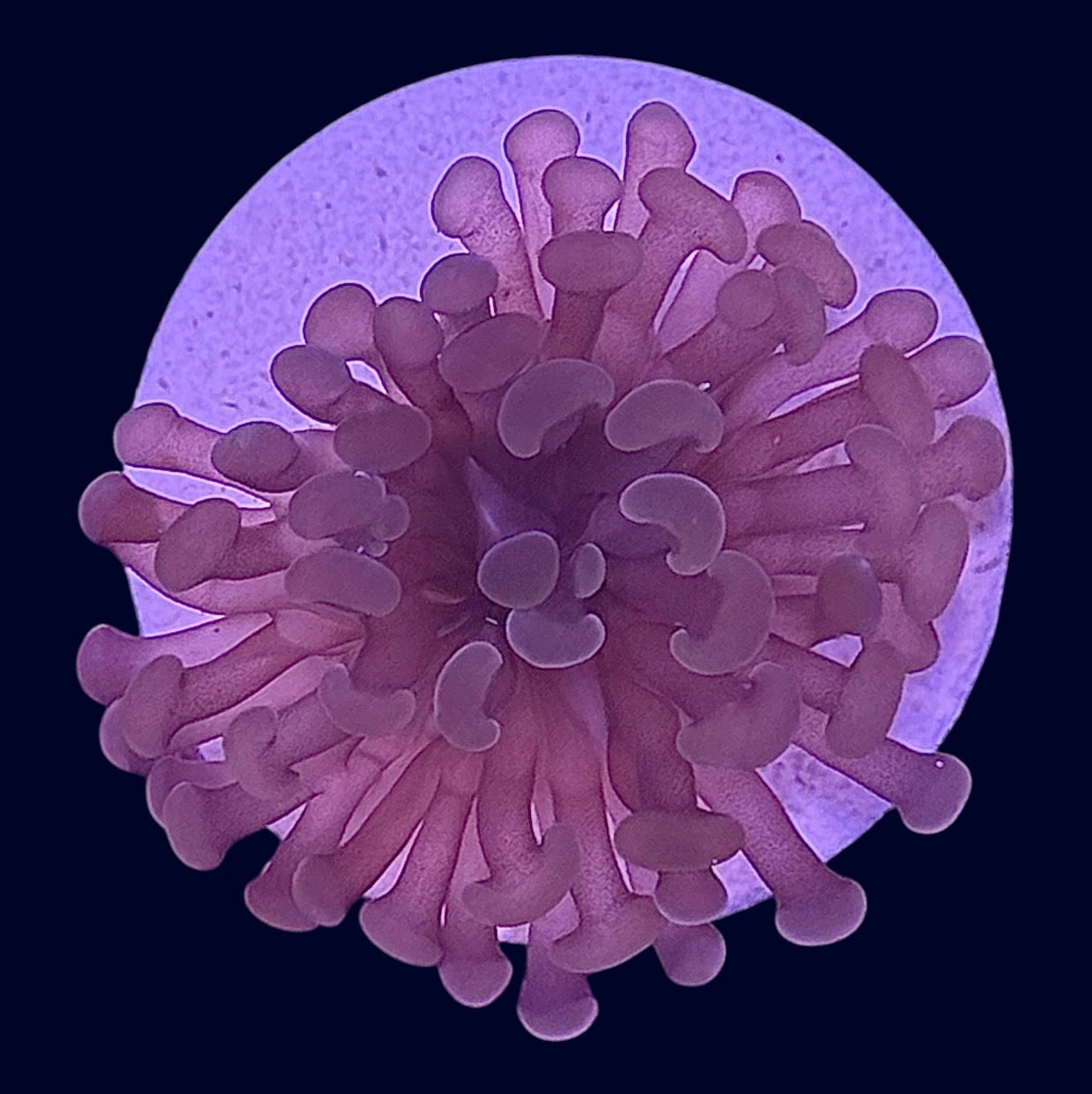 Assorted Hammer Frag - R3