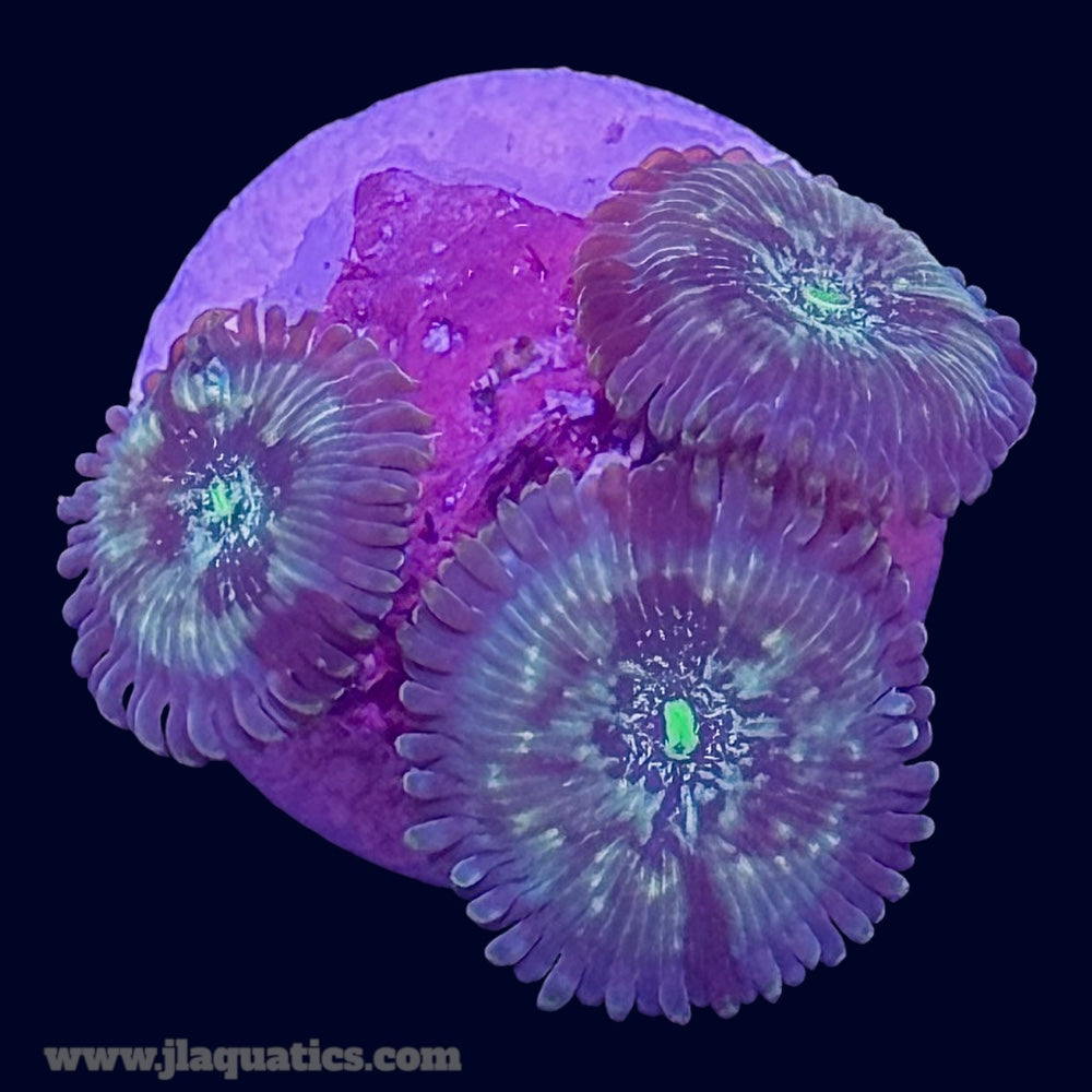 Green Lantern Zoa - R3