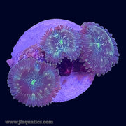 Green Lantern Zoa - R6