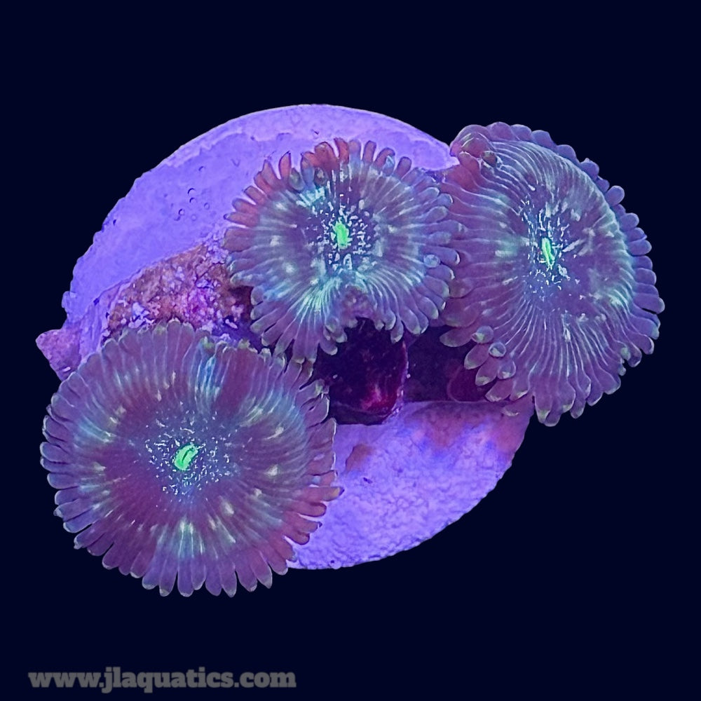 Green Lantern Zoa - R6