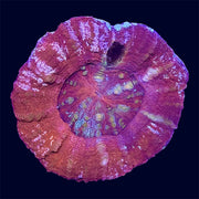 Red Scoly - R9