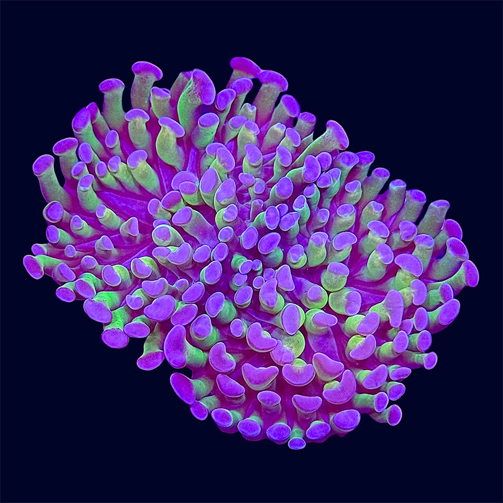Purple Tip Hammer Frag - S1