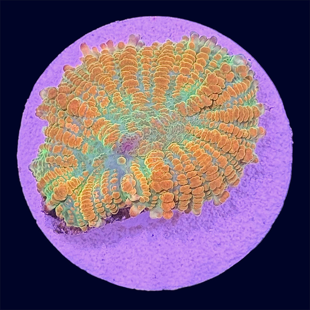 Orange Rhodactis Mushroom - S2
