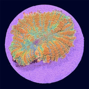 Orange Rhodactis Mushroom - S2