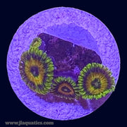 Rising Sun Zoa - S4