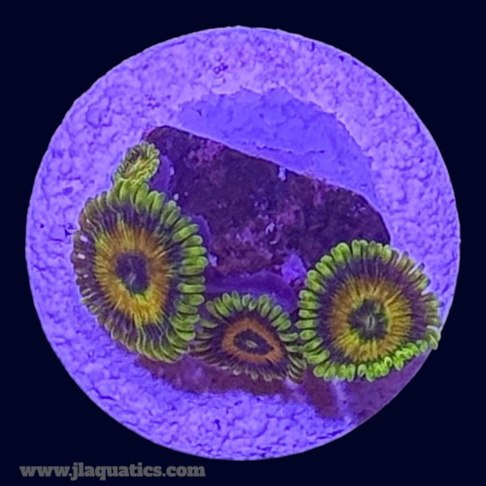 Rising Sun Zoa - S4