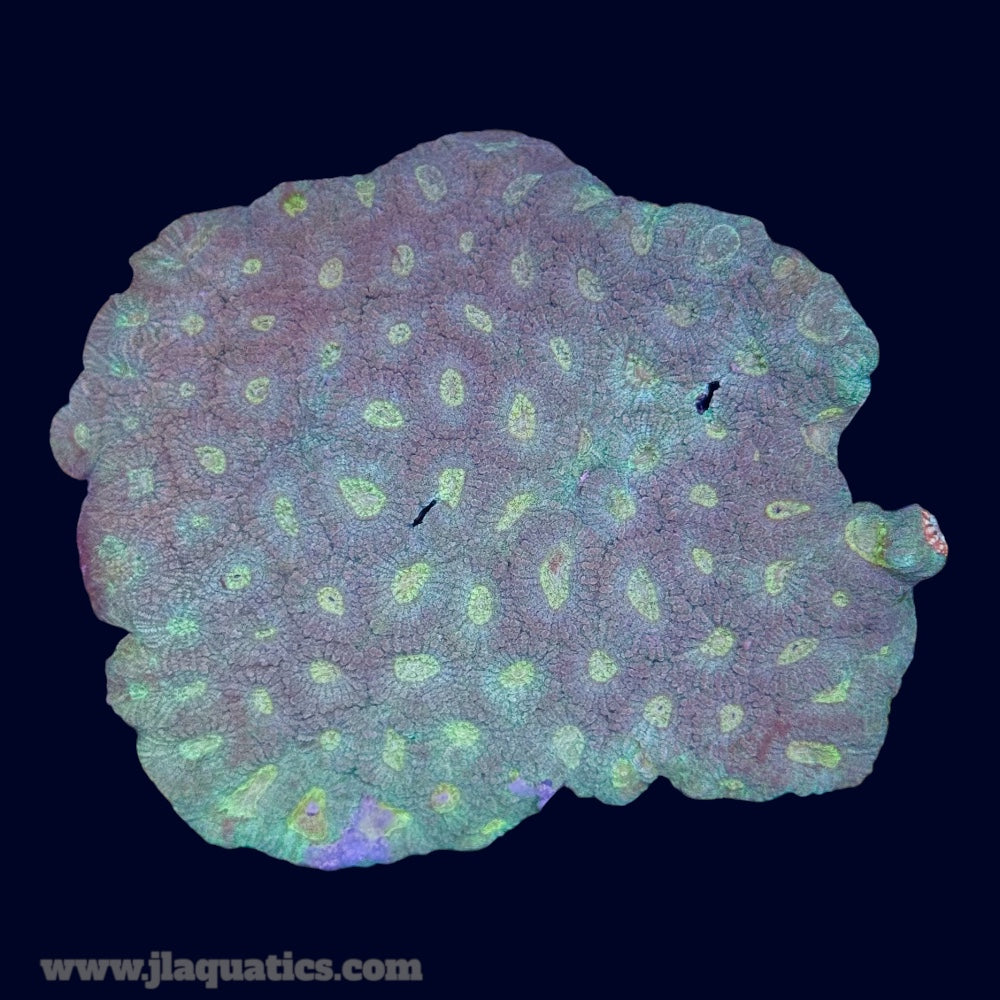 Favia Mini Colony - S6