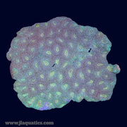 Favia Mini Colony - S6