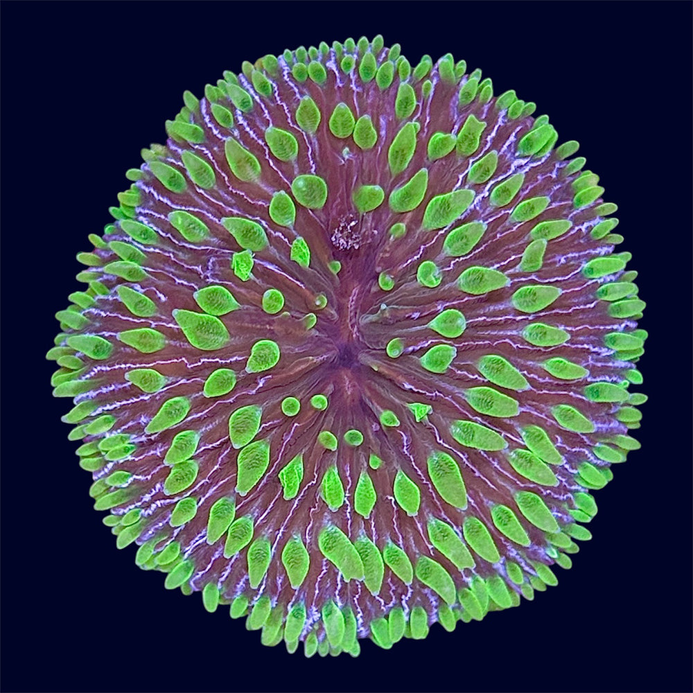 Plate Coral - S9