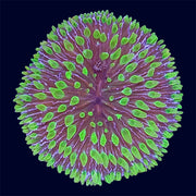 Plate Coral - S9