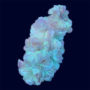 Fox Coral - S9