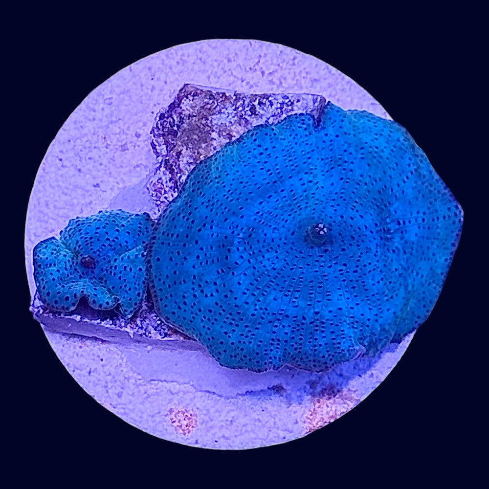 Blue Discosoma - S9