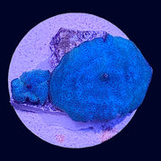 Blue Discosoma - S9