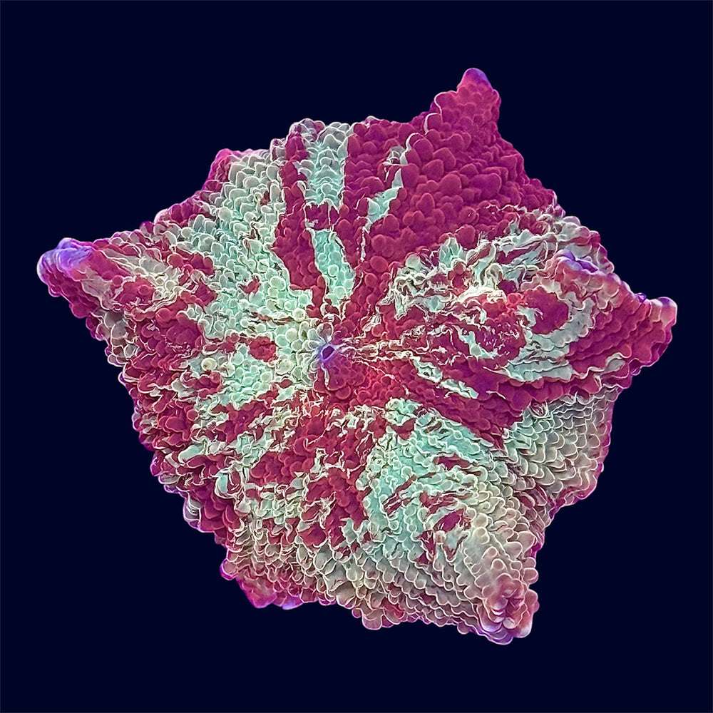 Jawbreaker Mushroom - T1