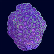Favia Colony - T4