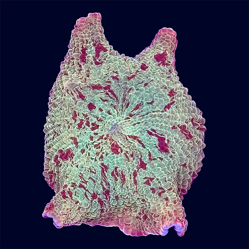 Jawbreaker Mushroom - U1