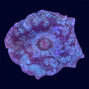 Neglectus Mushroom - U3