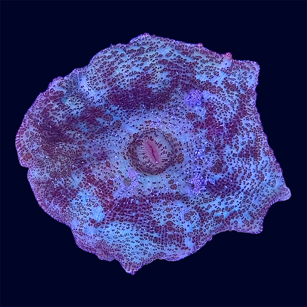 Neglectus Mushroom - U3