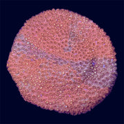 Red Cyphastrea - U4