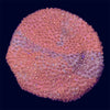 Red Cyphastrea - U4