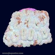 Favia Frag - U6