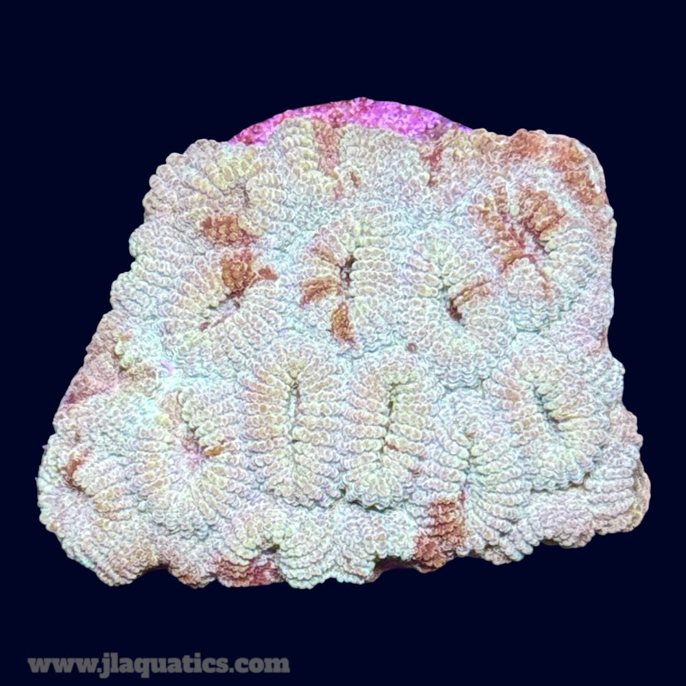 Favia Frag - U6