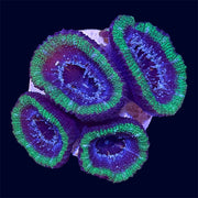 Micromussa Lord Frag - U7
