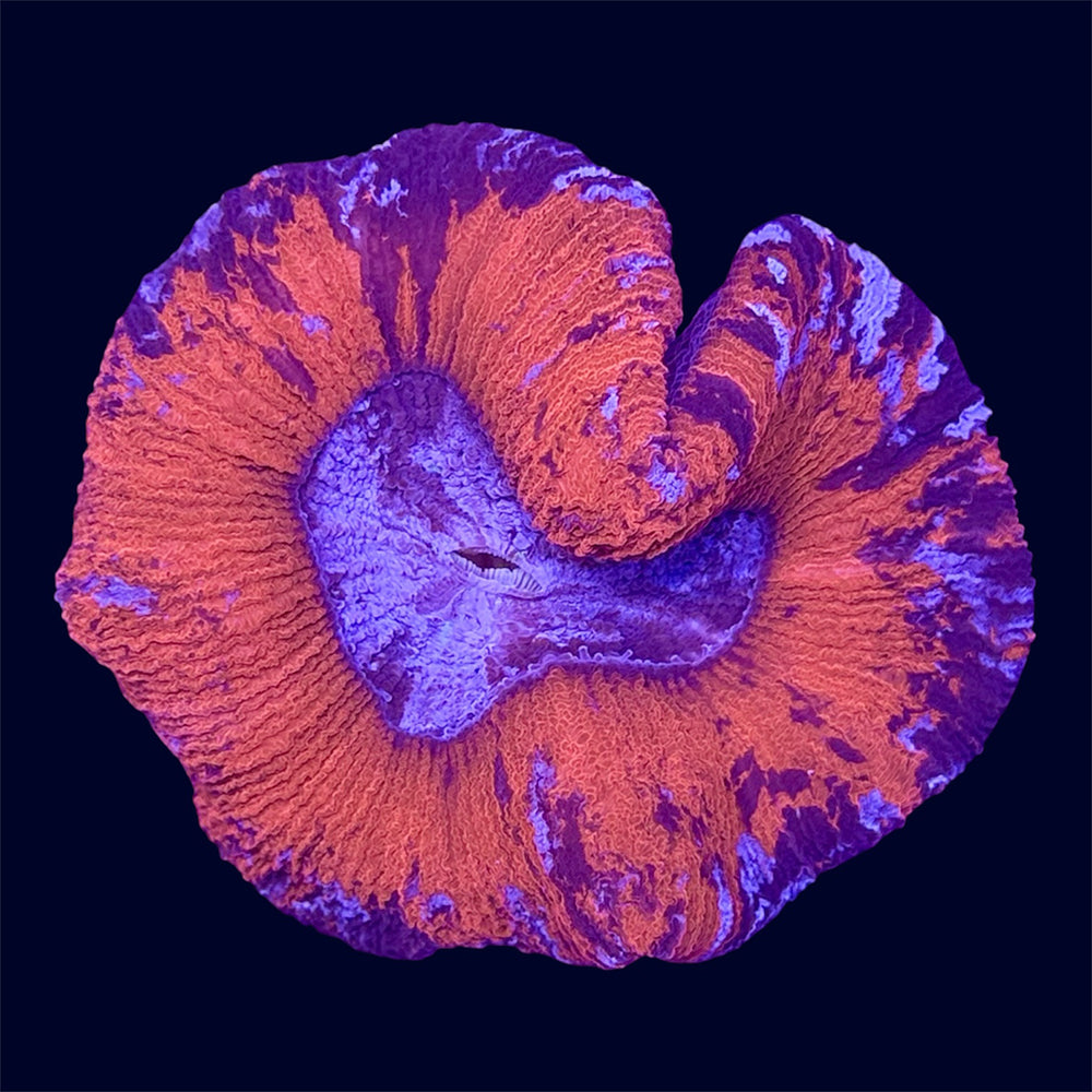 Red Trachy - U9