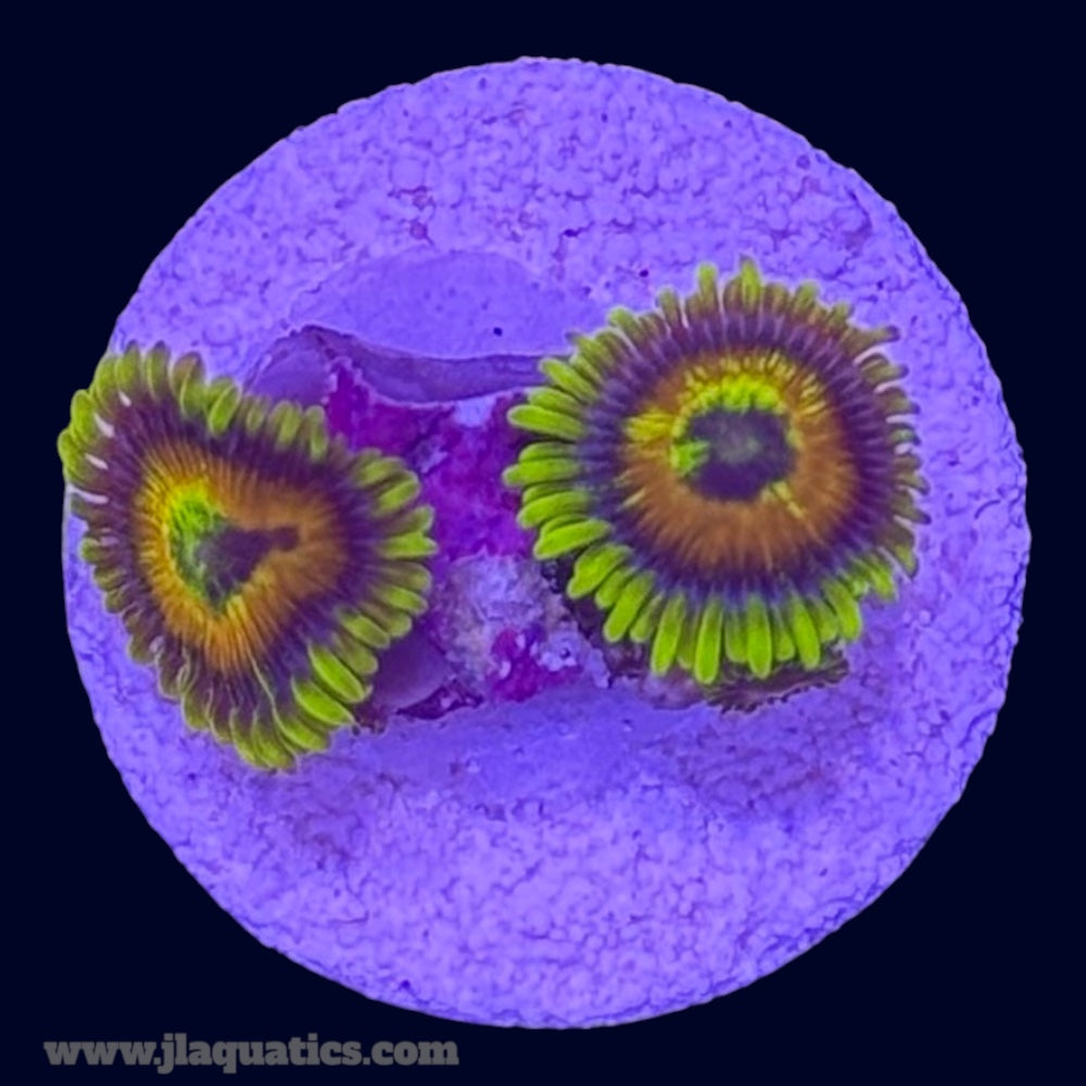 Rising Sun Zoa - U9