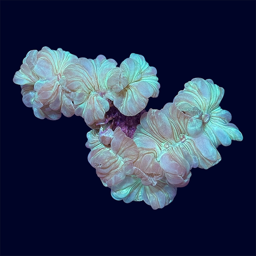 Fox Coral - V1