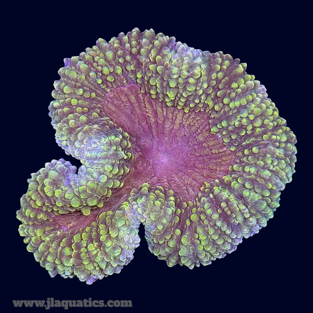 Lobophyllia - V1