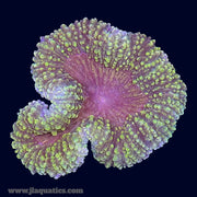 Lobophyllia - V1