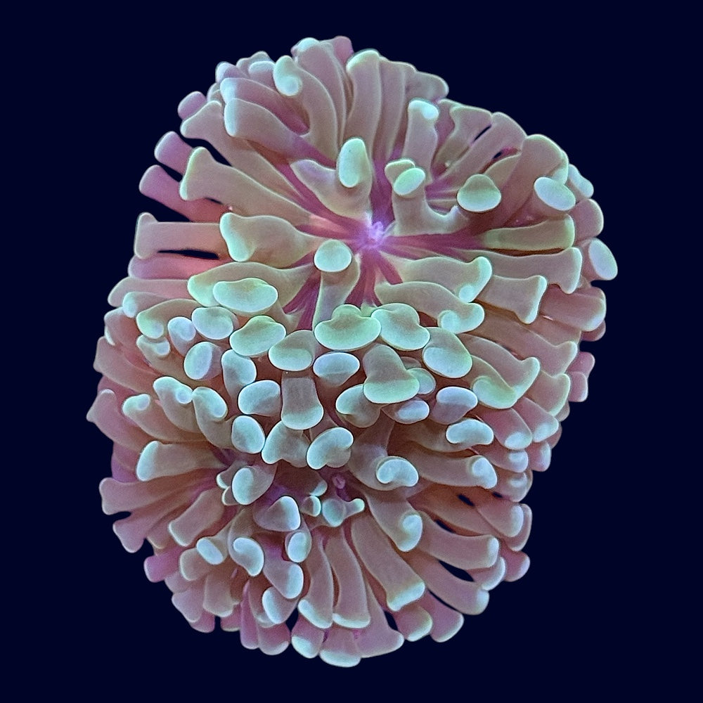 Assorted Hammer Frag - W3