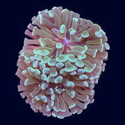 Assorted Hammer Frag - W3