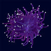 Yellow Tip Black Torch - W6