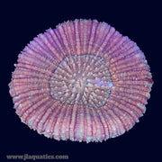 Lobophyllia - W7