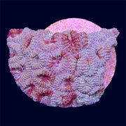 Multicolour Favia Frag - X1