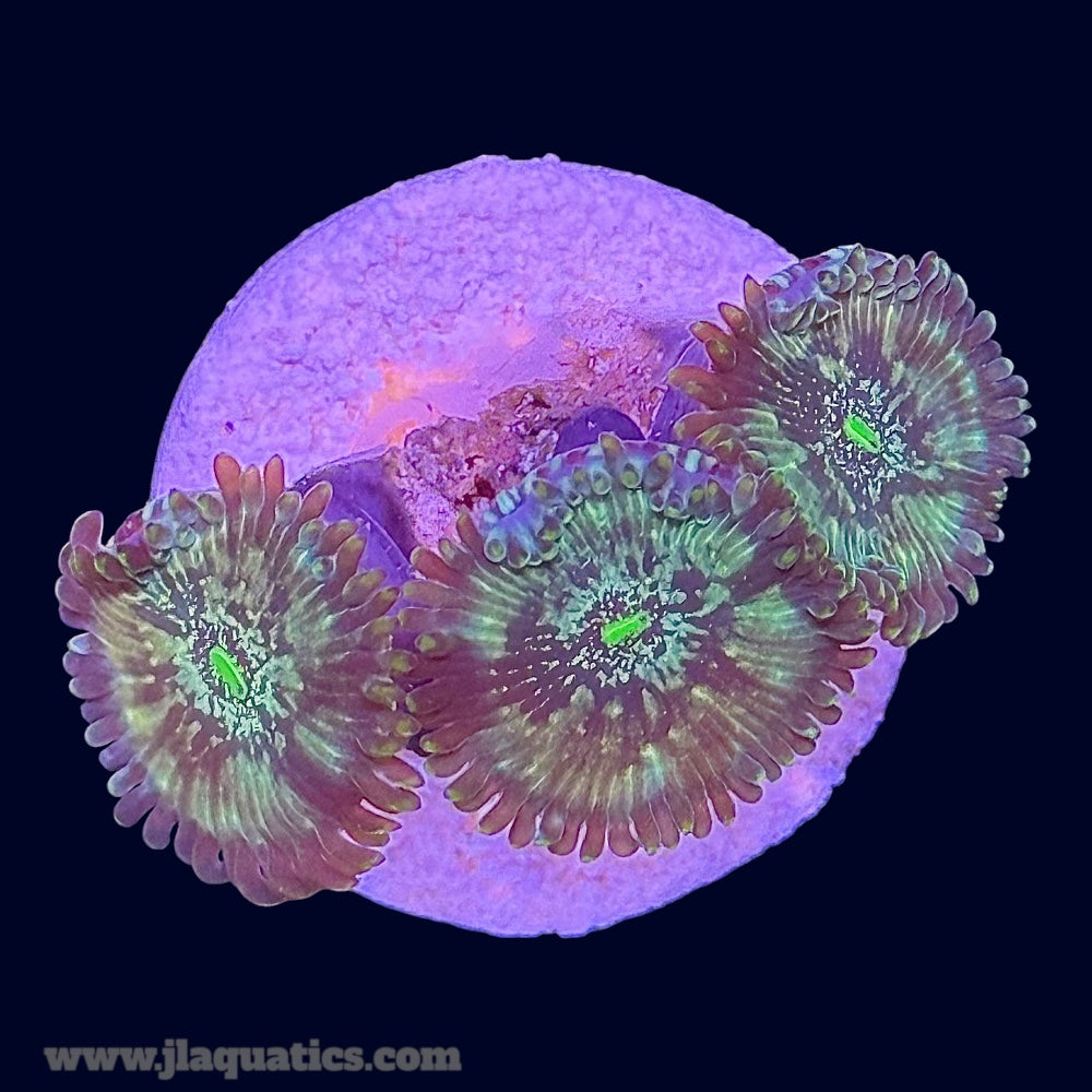 Green Lantern Zoa - X2