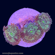 Green Lantern Zoa - X2